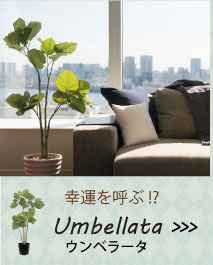 お手入れ不要！フェイクグリーンセット/ウンベラータ