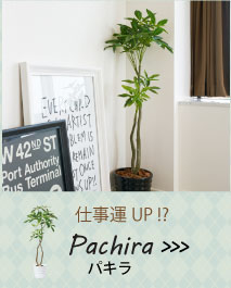 お手入れ不要！フェイクグリーンセット/パキラ