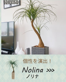 お手入れ不要！フェイクグリーンセット/ノリナ