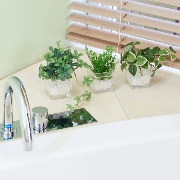 お手入れ不要！卓上グリーン3個セット/ウォーターキューブ/プミラ・シュガーバイン・アジアンタム