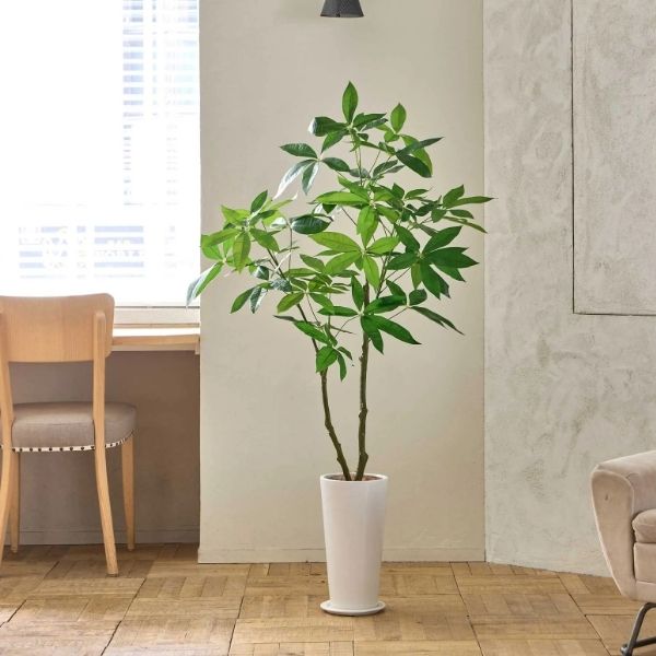 お手入れ不要！パキラ スリムプランター