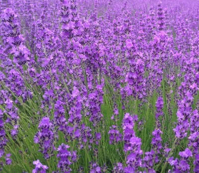 lavendar